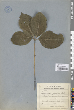 LE 01251965