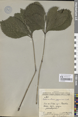 LE 01251972