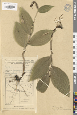 LE 01026202