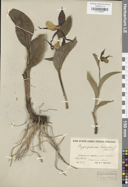 LE 01026207