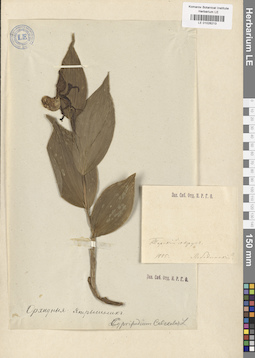 LE 01026213
