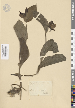 LE 01026232