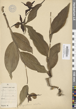 LE 01026233