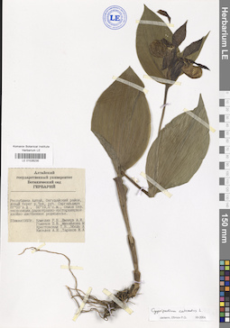 LE 01026235