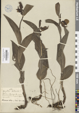 LE 01026236