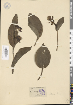 LE 01026237