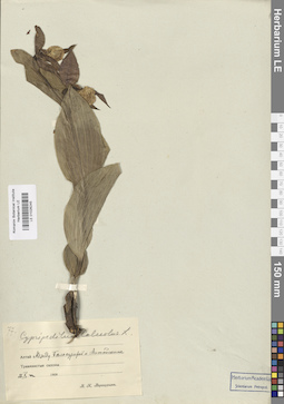 LE 01026245