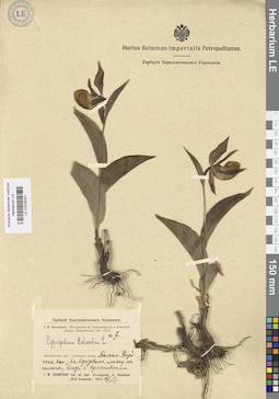 LE 01026251