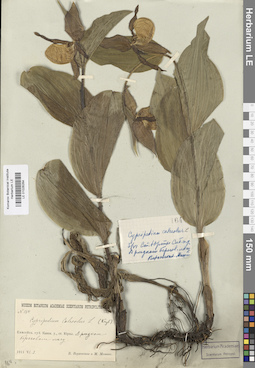 LE 01026264