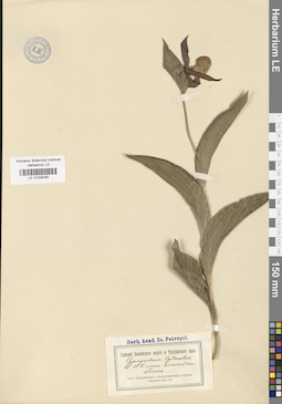 LE 01026265