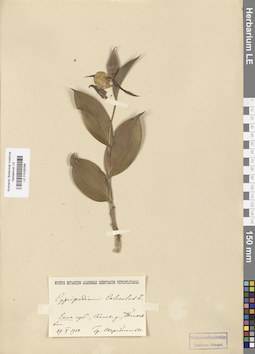 LE 01026266