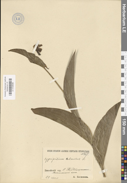 LE 01026268