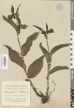 LE 01026273