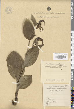 LE 01026274