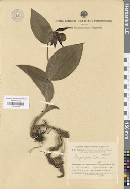 LE 01026285