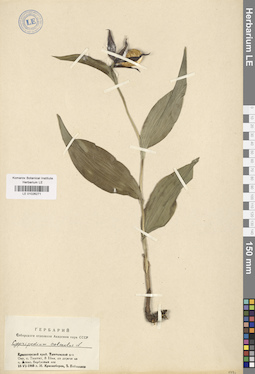 LE 01026271