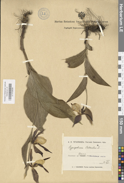 LE 01026290