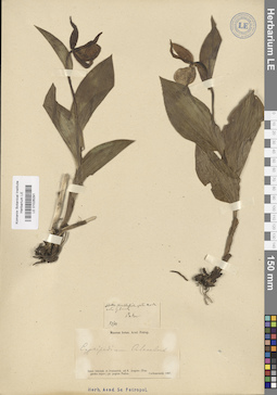 LE 01026291