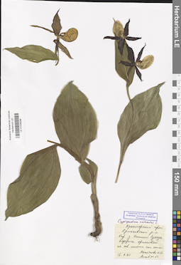 LE 01026296