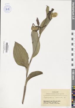 LE 01026297