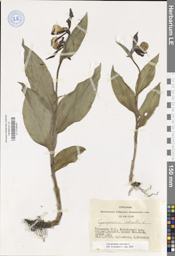 LE 01026302
