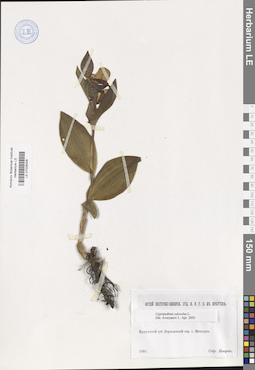 LE 01026306