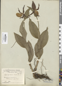 LE 01026307