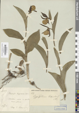 LE 01026328
