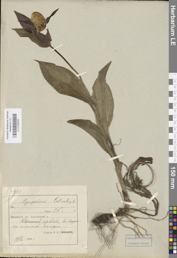 LE 01026329
