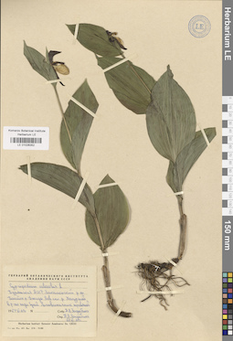 LE 01026352