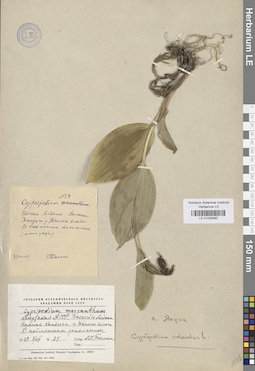 LE 01026382