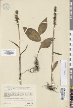 LE 01026379