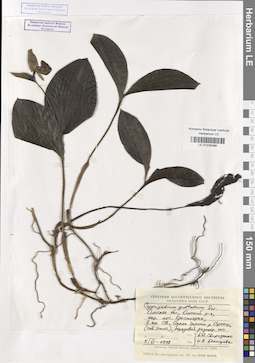 LE 01026386