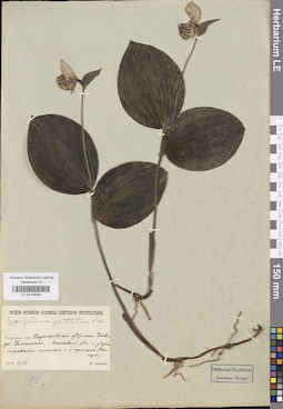 LE 01026390