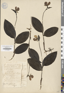 LE 01026396