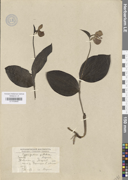 LE 01026405