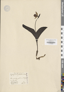 LE 01026406