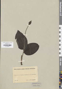 LE 01026407