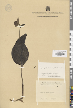 LE 01026432