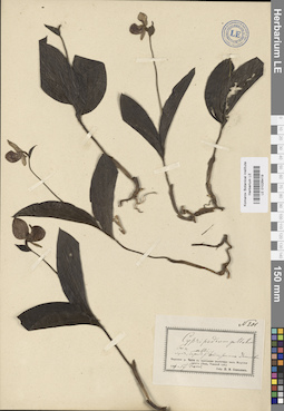 LE 01026419