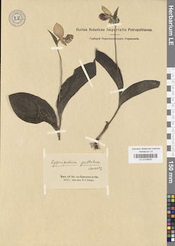 LE 01026420