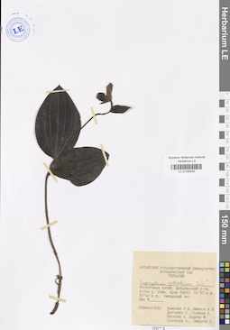 LE 01026440