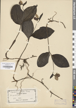 LE 01026461