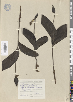 LE 01026466