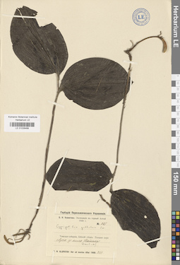 LE 01026468