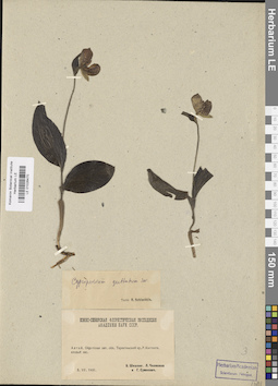 LE 01026470