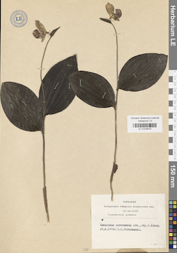 LE 01026474
