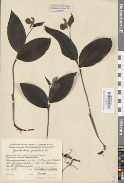 LE 01026476