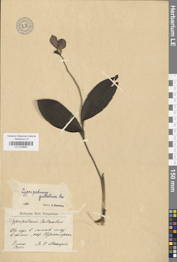 LE 01026481
