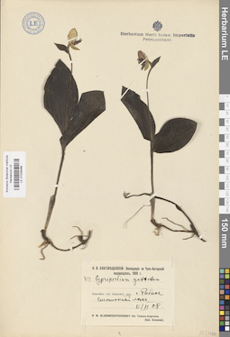LE 01026488